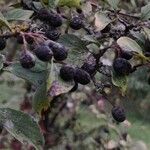 Cotoneaster acutifolius Fruit