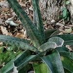 Gasteria croucheri Hábito