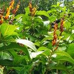 Sanchezia oblonga Other