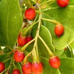 Jacquinia arborea Gyümölcs