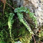 Asplenium viride Tervik taim