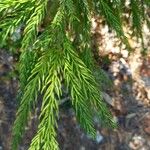 Cryptomeria japonica 葉