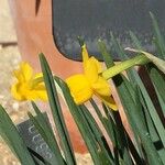 Narcissus calcicola