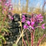 Epilobium angustifoliumЦветок