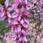 Prunus tenella 花