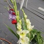 Gladiolus × hybridus অভ্যাস