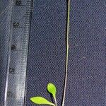 Utricularia jamesoniana