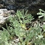 Artemisia glacialis List