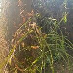 Maxillaria tenuifolia Кветка