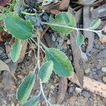 Goodenia hederacea Blatt