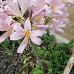 Lycoris squamigera Λουλούδι