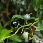 Jasminum polyanthum Fruit