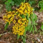 Senecio ovatus Flower