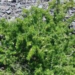 Lycium tenuispinosum Plante entière