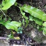 Asplenium scolopendriumЛист