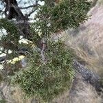 Juniperus deppeana Leaf