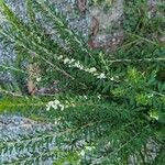 Lespedeza cuneata Flower