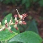 Clethra alnifolia Fruit