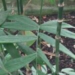 Chamaedorea microspadix Blad