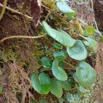 Soldanella villosa Leaf