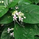 Clerodendrum umbellatum Flower