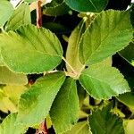 Rubus ulmifolius Feuille