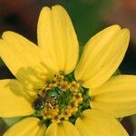 Berlandiera subacaulis Flower