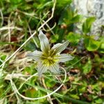 Gagea serotina Flower