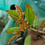 Columnea schiedeanaFlower