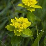 Euphorbia verrucosa Flower