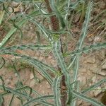 Campanula speciosa Blatt