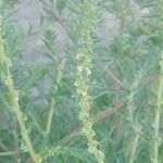 Artemisia absinthium Hostoa