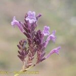 Lavandula rotundifolia 花