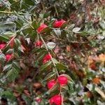 Ruscus aculeatusHedelmä