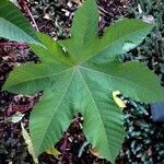 Ricinus communis Blad