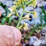 Hesperis laciniata Květ