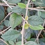 Cotoneaster franchetii برگ