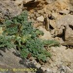 Erodium daucoides Habit