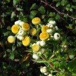 Helichrysum foetidum പുഷ്പം