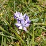 Scilla verna Flower