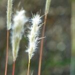 Bothriochloa barbinodisLiść