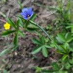 Sisyrinchium montanum Çiçek