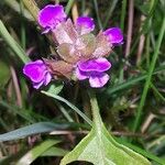 Prunella grandifloraBlüte