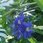 Delphinium elatumFlower