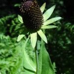 Rudbeckia occidentalis Flor
