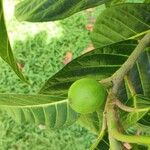 Ficus habrophylla Fruit