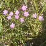 Centaurium littorale Kwiat