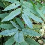 Sanguisorba dodecandra Leaf