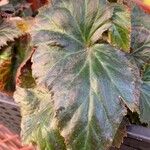 Begonia grandis Levél