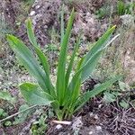 Drimia maritima ശീലം